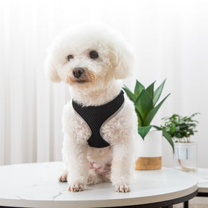 Enhance Your Pet's Walking Experience with Our Leash and Harness Set
