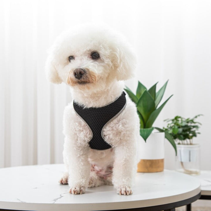Enhance Your Pet's Walking Experience with Our Leash and Harness Set