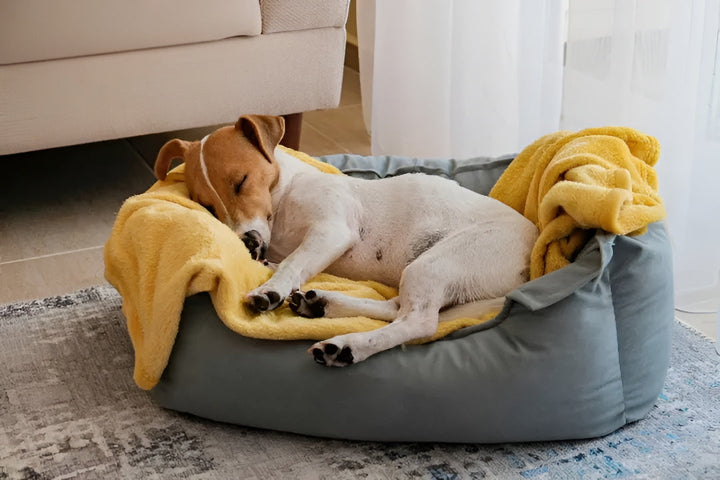Benefits Of Comfortable Pet Beds For Sleep
